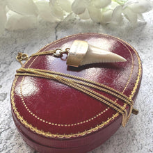 Load image into Gallery viewer, Antique 9ct Gold Shark Tooth Pendant, Great White, South Africa 1919: Optional Gold Chain