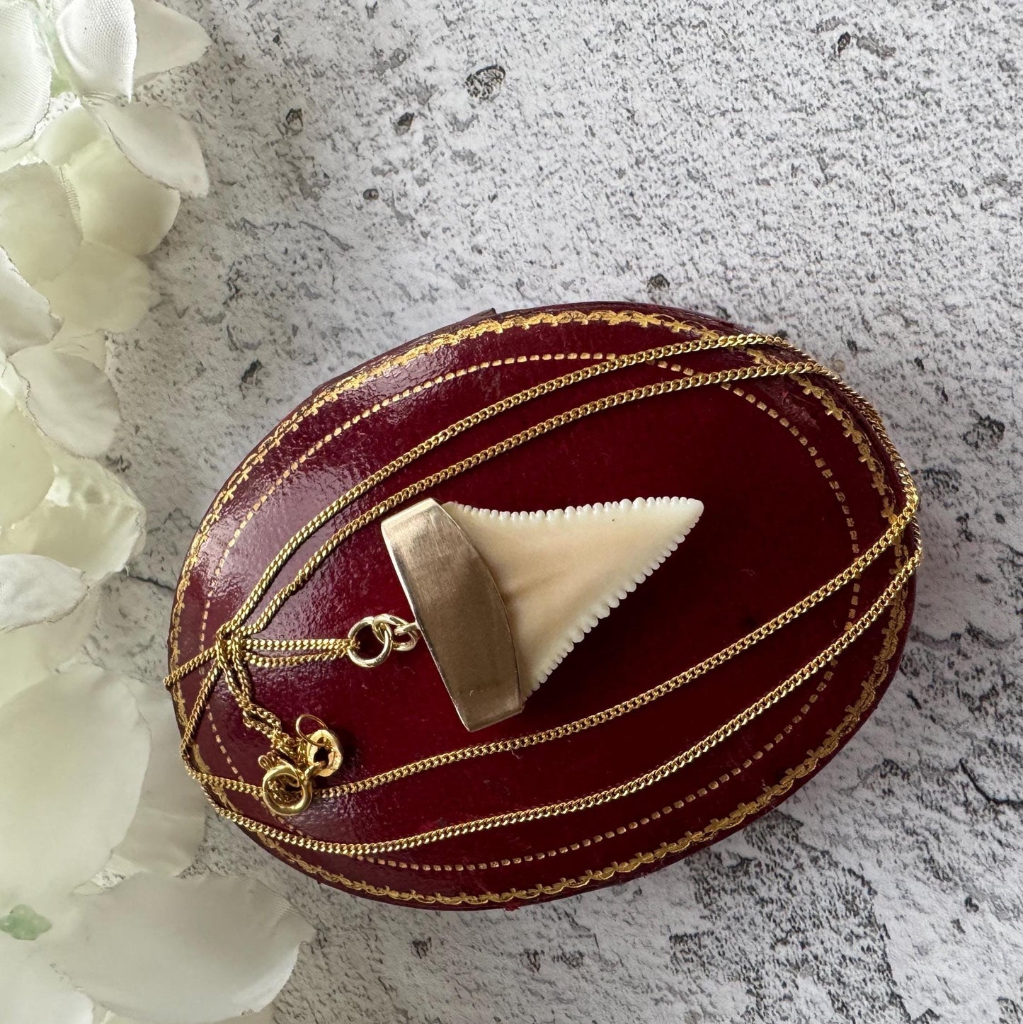 Antique 9ct Gold Shark Tooth Pendant, Great White, South Africa 1919: Optional Gold Chain
