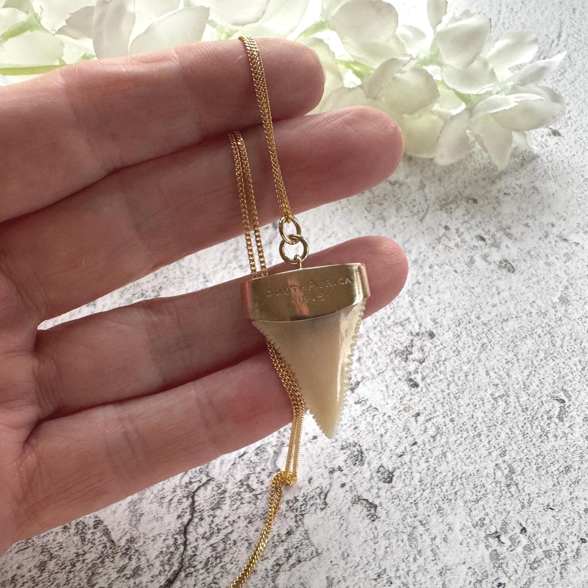 Antique 9ct Gold Shark Tooth Pendant, Great White, South Africa 1919: Optional Gold Chain