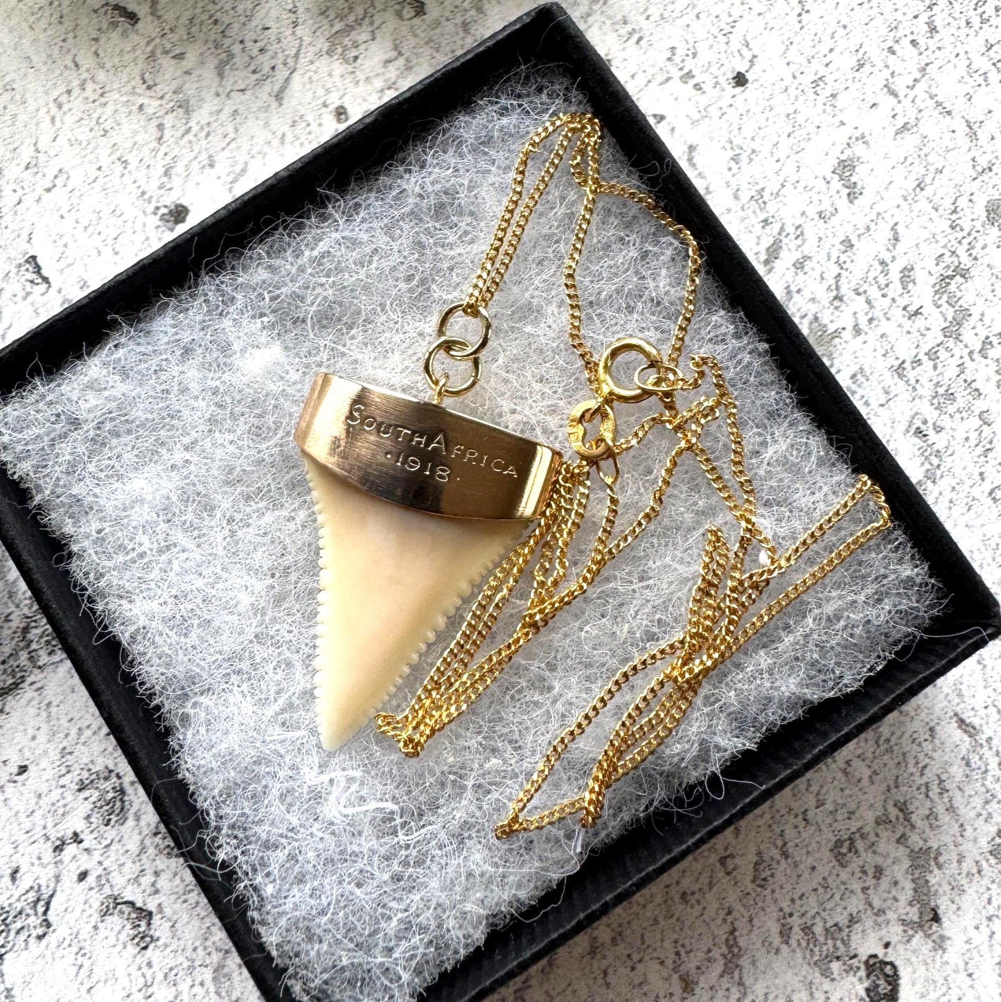 Antique 9ct Gold Shark Tooth Pendant, Great White, South Africa 1919: Optional Gold Chain