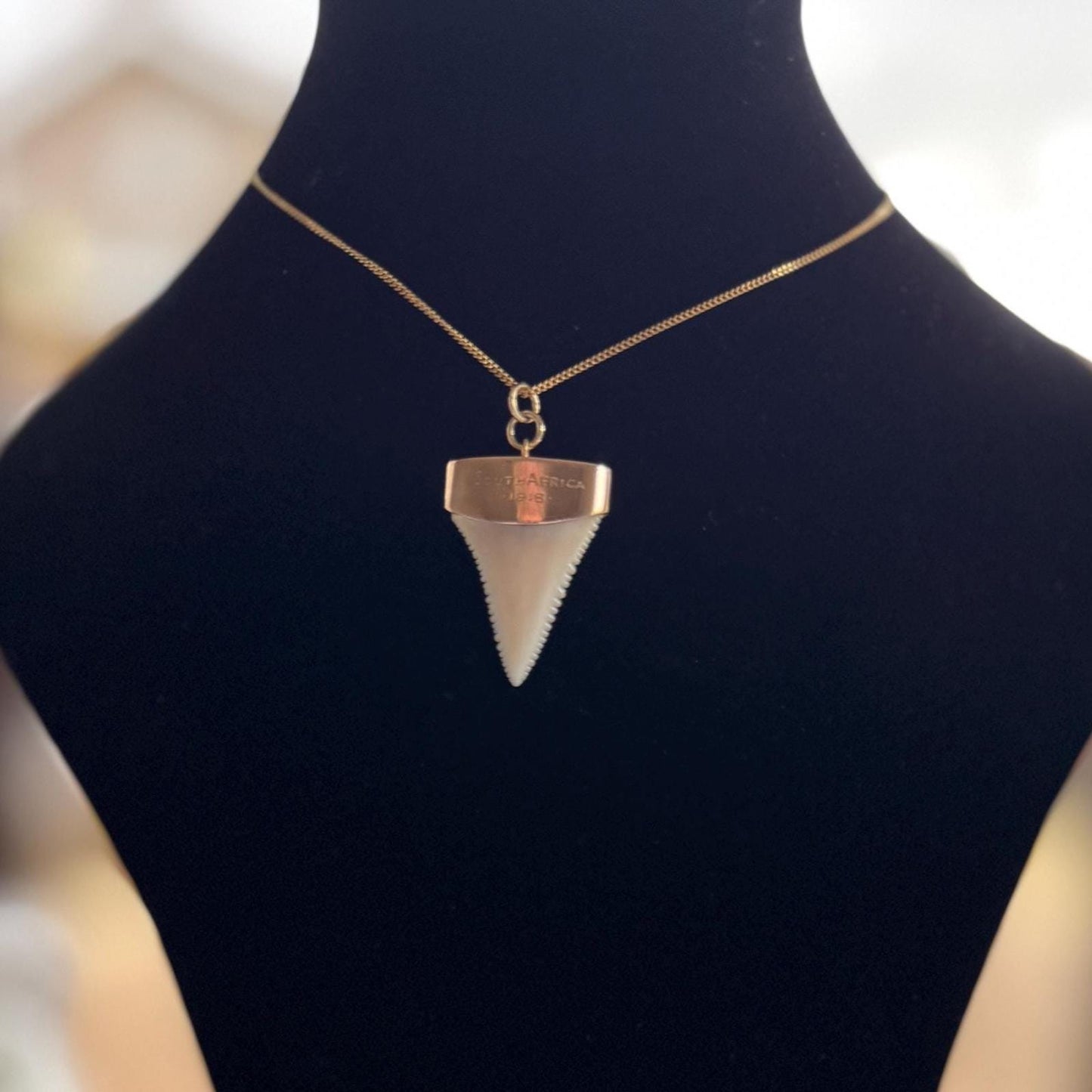 Antique 9ct Gold Shark Tooth Pendant, Great White, South Africa 1919: Optional Gold Chain