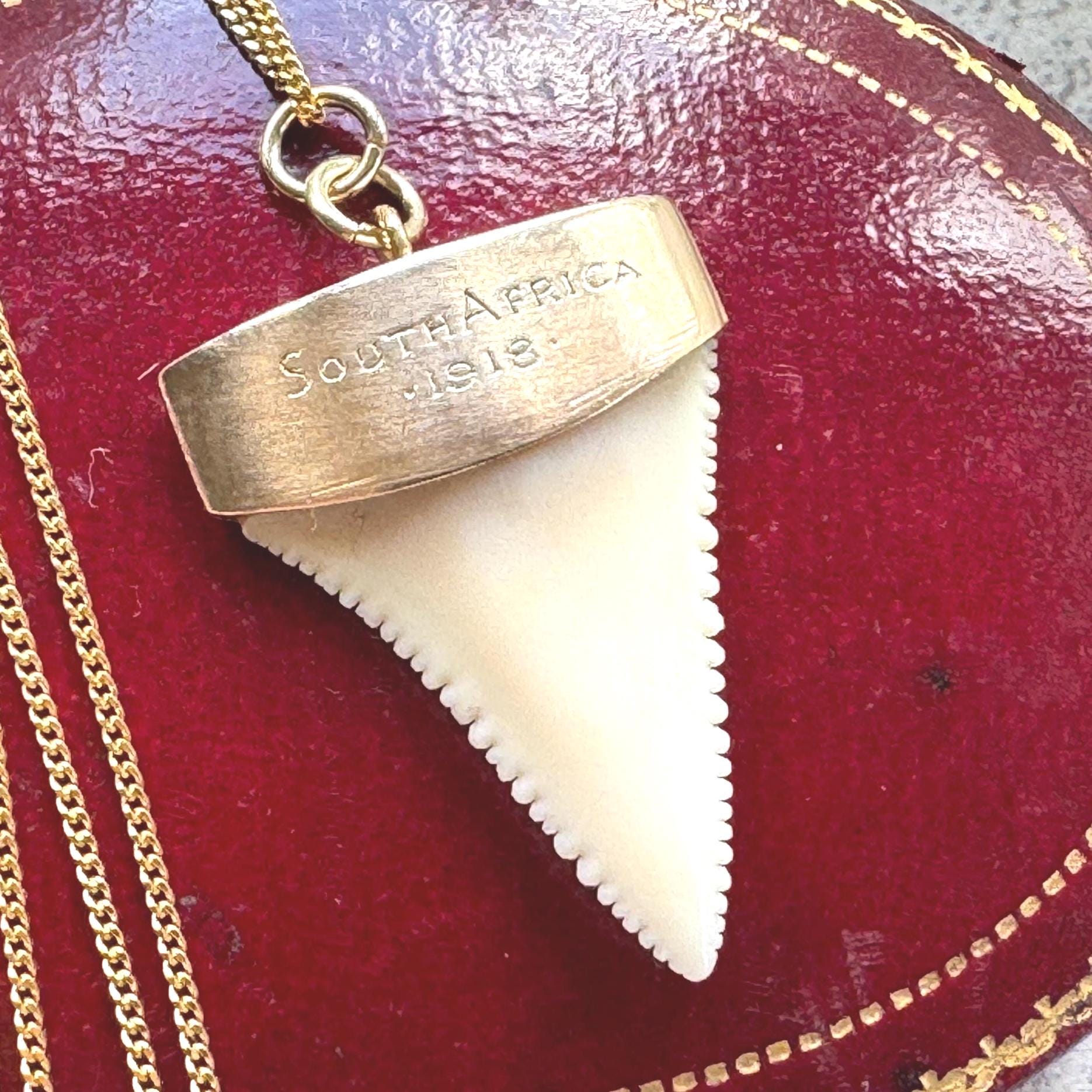 Antique 9ct Gold Shark Tooth Pendant, Great White, South Africa 1919: Optional Gold Chain