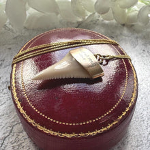 Load image into Gallery viewer, Antique 9ct Gold Shark Tooth Pendant, Great White, South Africa 1919: Optional Gold Chain
