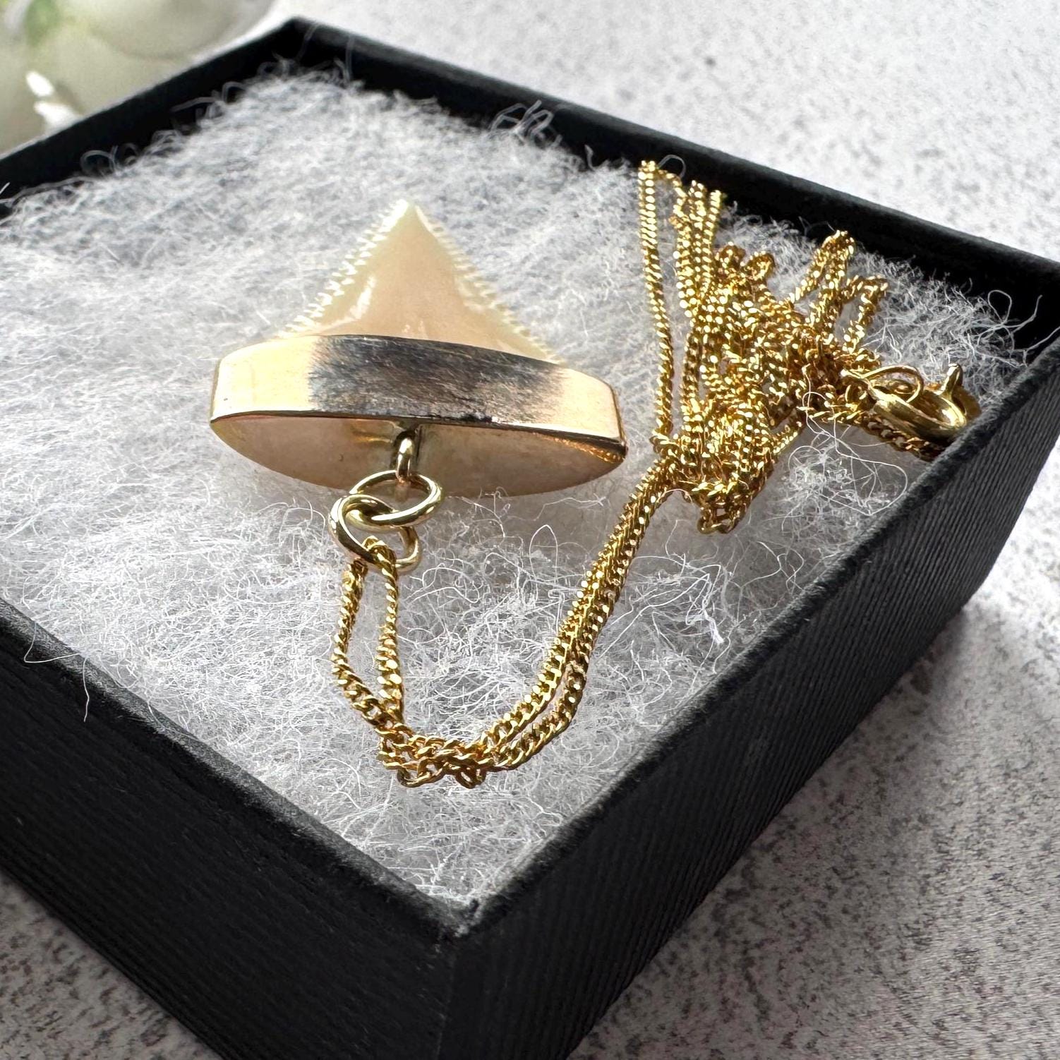 Antique 9ct Gold Shark Tooth Pendant, Great White, South Africa 1919: Optional Gold Chain