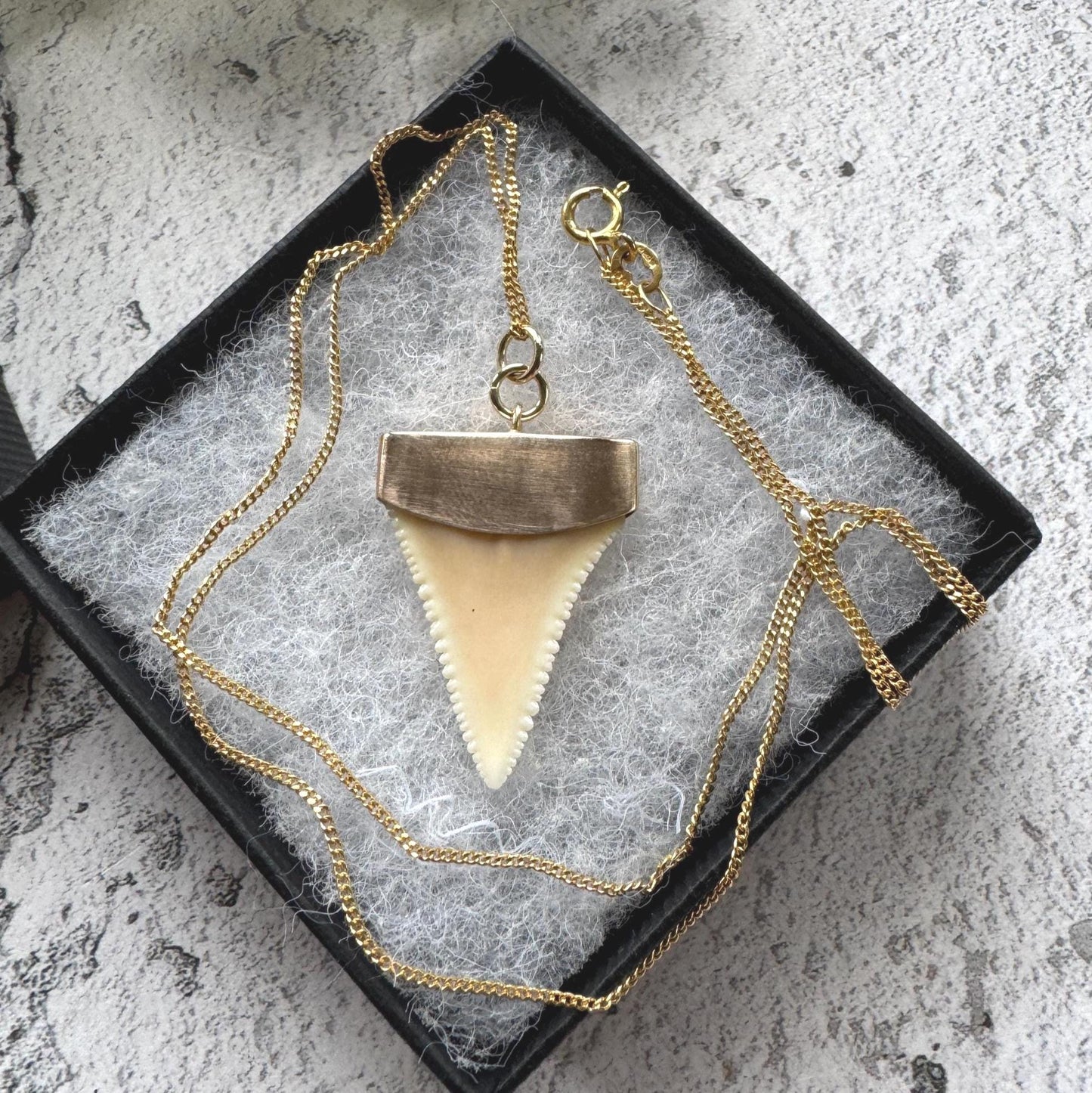 Antique 9ct Gold Shark Tooth Pendant, Great White, South Africa 1919: Optional Gold Chain