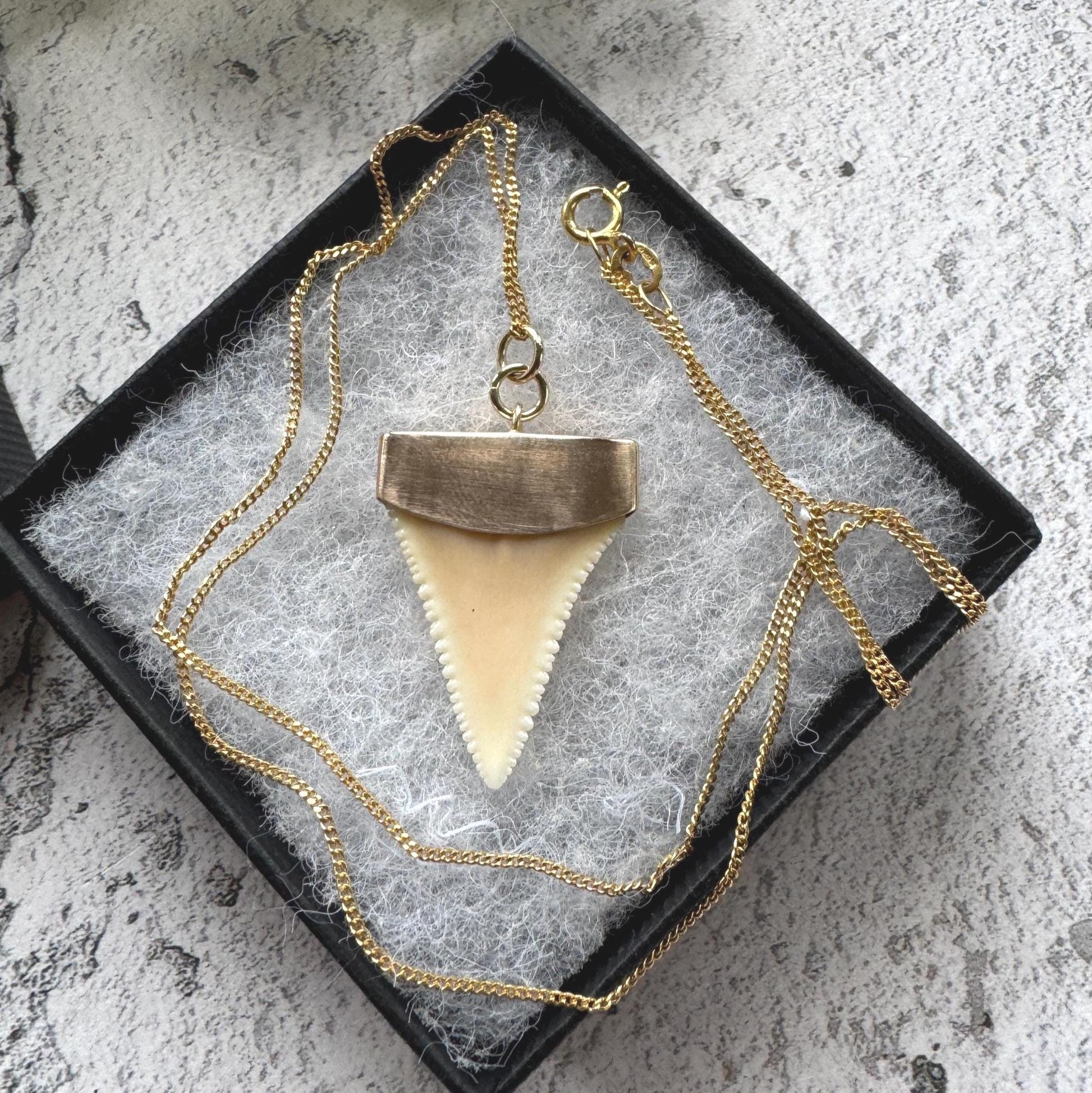 Antique 9ct Gold Shark Tooth Pendant, Great White, South Africa 1919: Optional Gold Chain