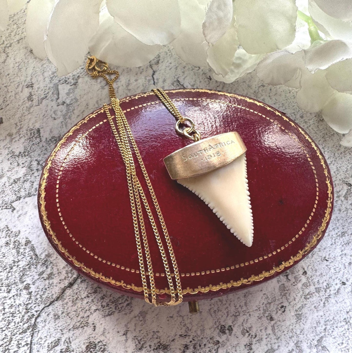 Antique 9ct Gold Shark Tooth Pendant, Great White, South Africa 1919: Optional Gold Chain
