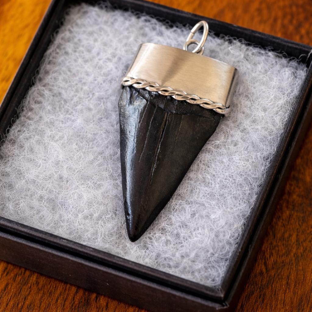 Large Megalodon Shark Tooth Sterling Silver Pendant