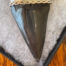 Load image into Gallery viewer, Large Megalodon Shark Tooth Sterling Silver Pendant: Vintage Real Fossil Statement Jewellery
