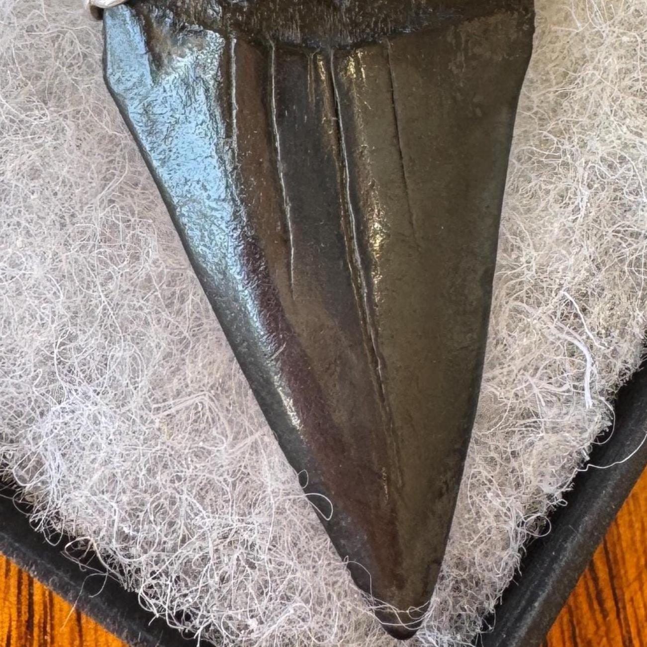 Large Megalodon Shark Tooth Sterling Silver Pendant