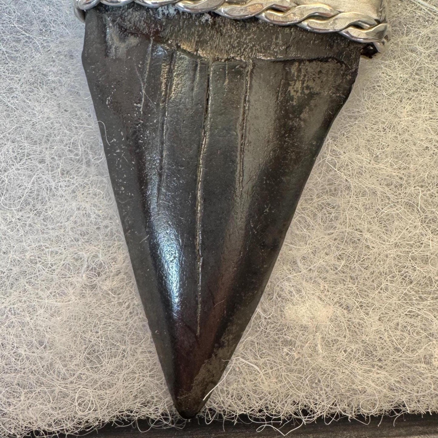 Large Megalodon Shark Tooth Sterling Silver Pendant
