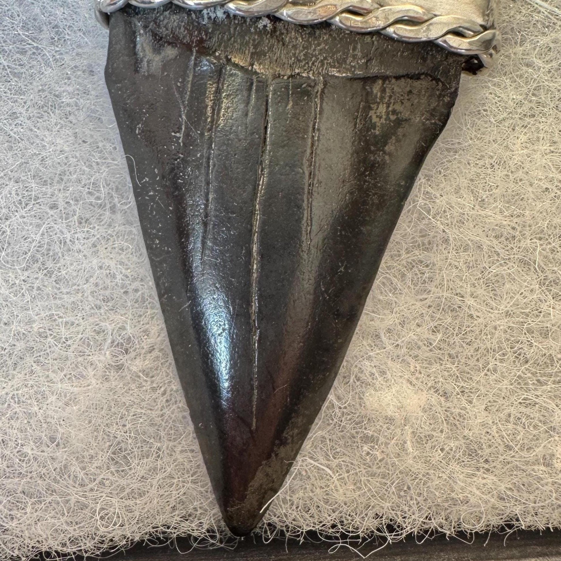 Large Megalodon Shark Tooth Sterling Silver Pendant