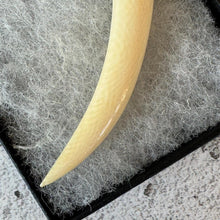 Load image into Gallery viewer, Antique Victorian Boars Tusk Sterling Silver Breloque Pendant
